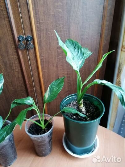 Спатифиллум пестролистный