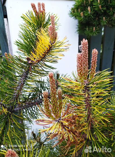 Сосна горная Хамелеон