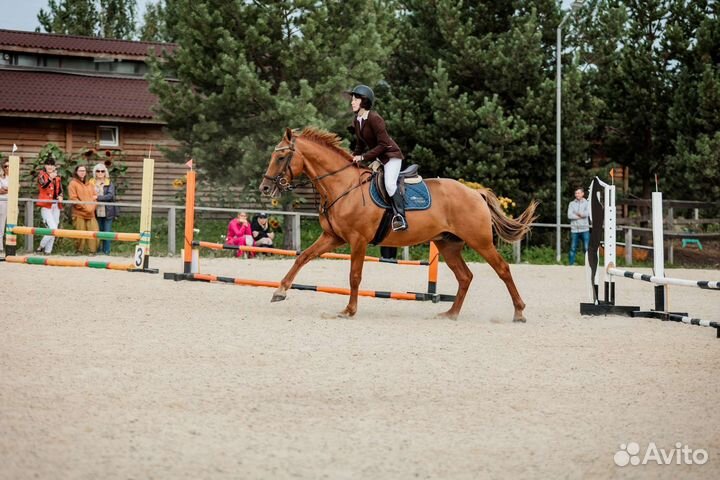 Донской мерин 2013г.р
