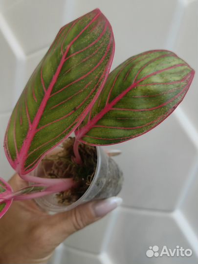 Аглаонема Lipstick
