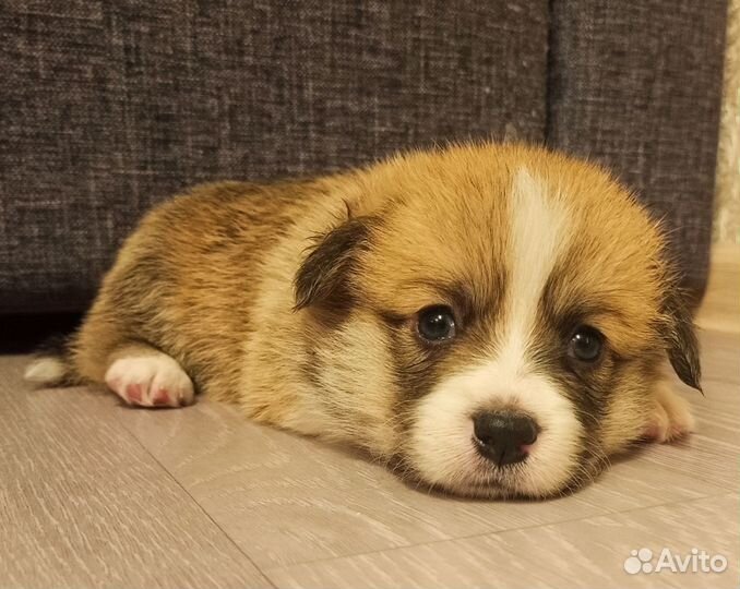 Щенки вельш-корги пемброк РКФ