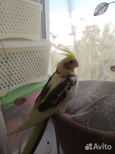 Попугай корелла птенец