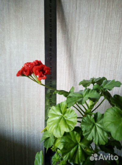 Цветы домашние