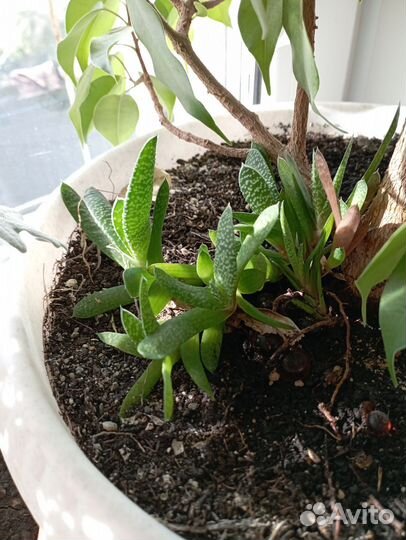 Суккуленты хавортия