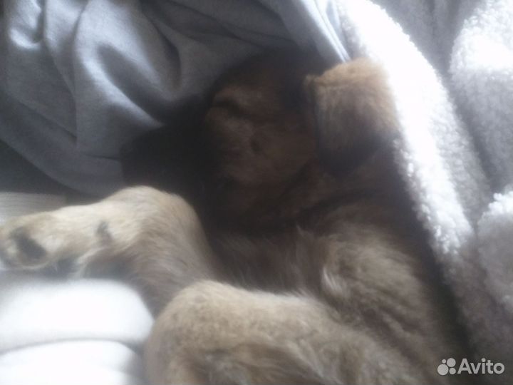 Отдам бесплатно щенка