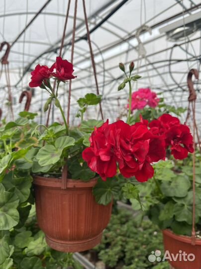 Пеларгония герань зональная и королевская