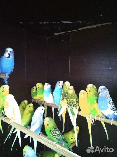 Попугаи домашние разные, птенцы и взрослые