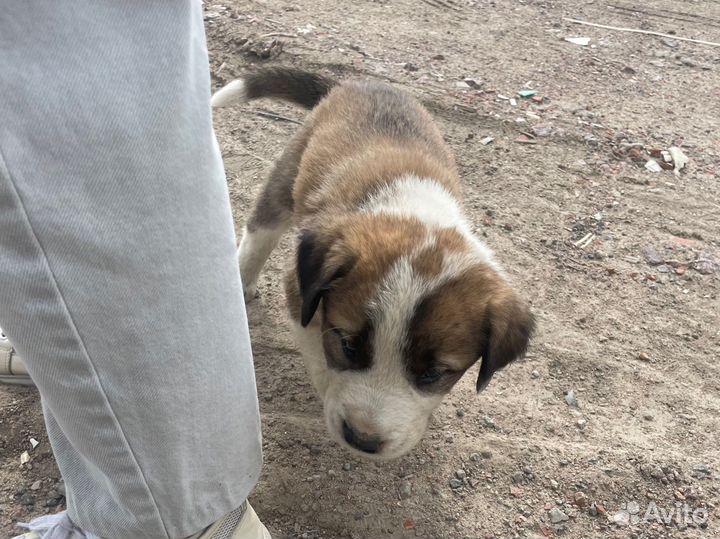 Щенки 3 недели добрым людям