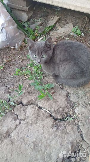 Котёнок девочка в дар