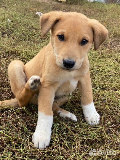 Щенки в добрые руки даром