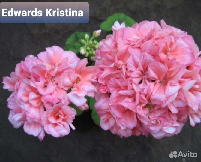 Пеларгонии махровые