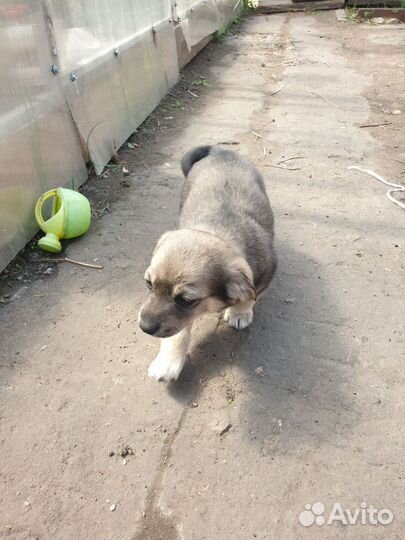 Собака в добрые руки щенок