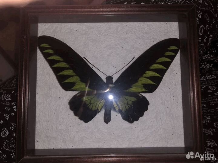 Бабочки В рамке