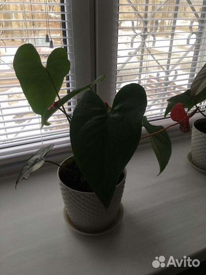 Продам Антуриум красный