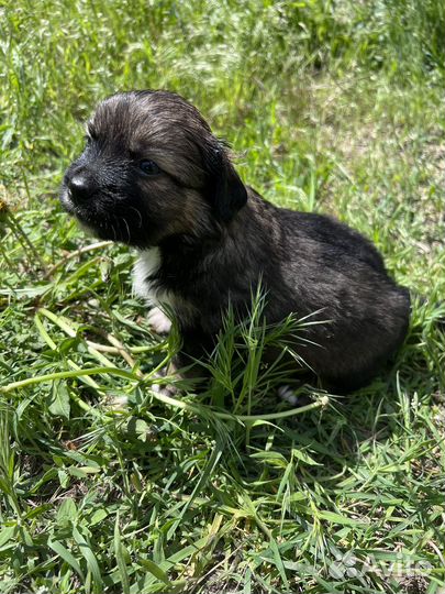 Пекинес помесь