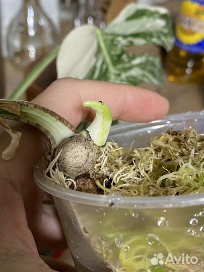 Монстера вариегатная альба