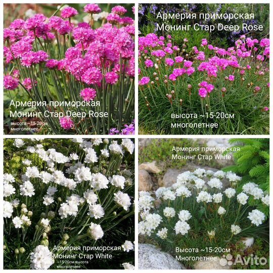 Многолетники и двухлетняя виола