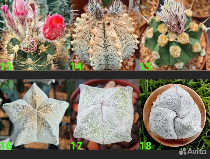 Семена кактуса Astrophytum (Культивары)