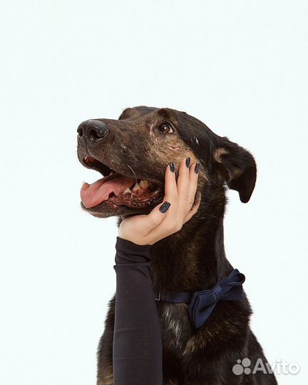 Отдам бесплатно собаку