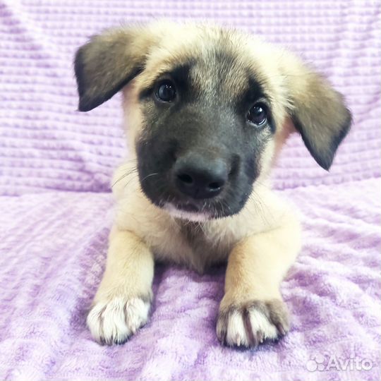 Щенок 2 мес, в добрые руки