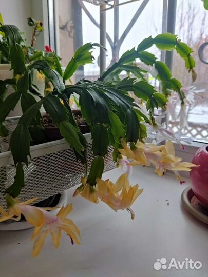 Декабрист шлюмбергера желтый