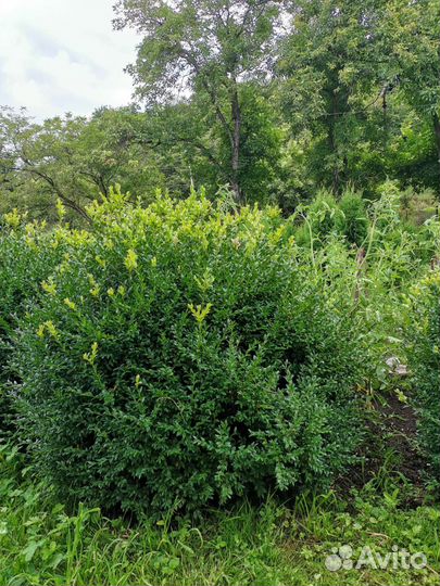 Туя колумна, буксусы