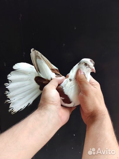 Николаевские голуби Донецкой селекции и мелитополь