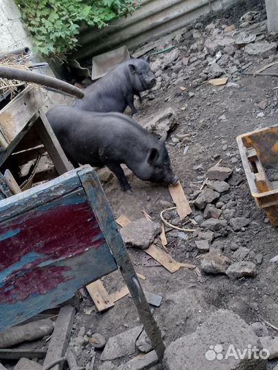 Вьетнамский вислобрюхий хряк