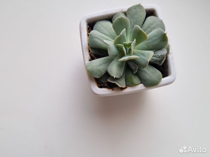 Эхеверия. Суккулент