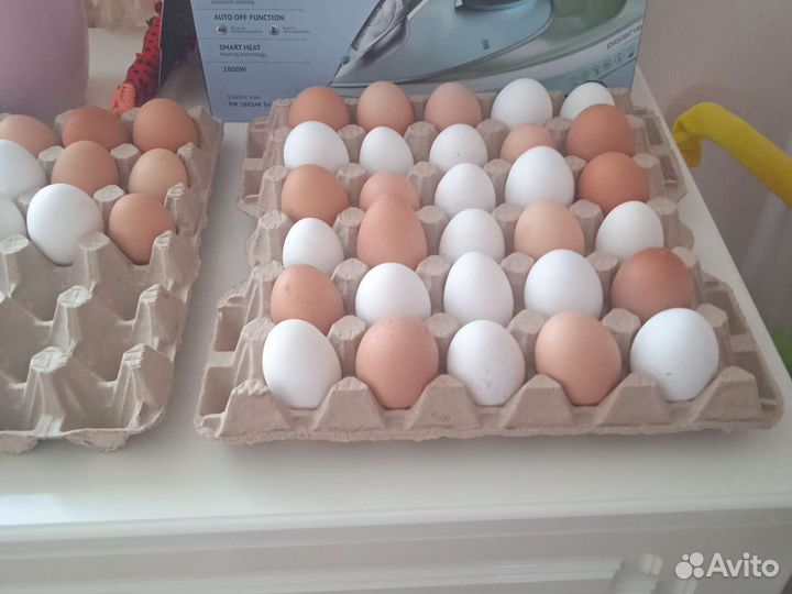 Домашние куриные яйца