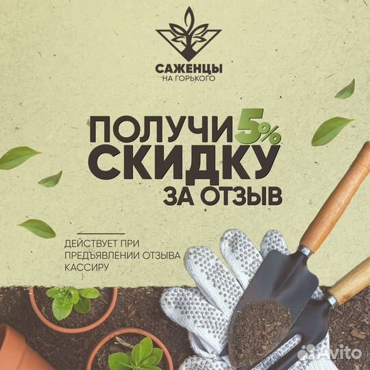 Саженцы и Рассада