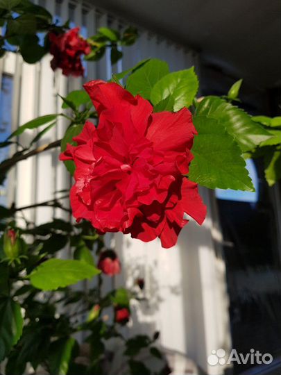 Роза китайская крупноцветная махровая