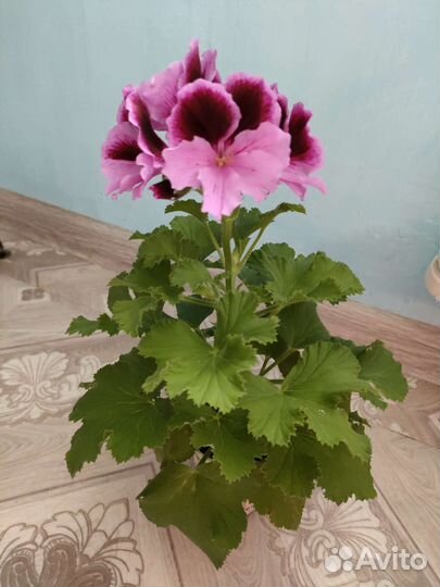 Королевская герань