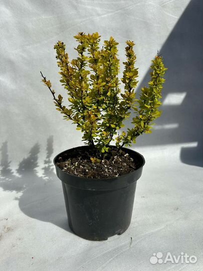 Барбарис Тунберга Мария