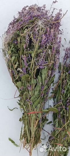 Иван чай обыкновенный (кипрей)