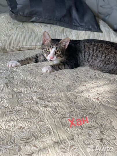 Котята подростки в добрые руки