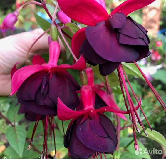 Фуксия Millennium