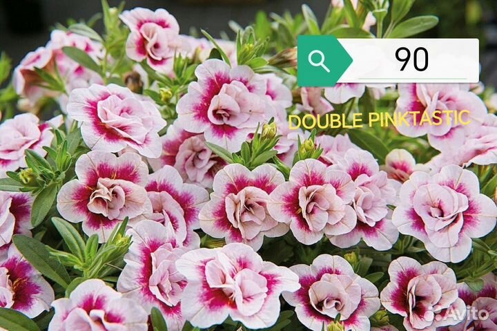 Черенки калибрахоа