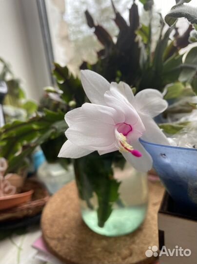 Цветок декабрист