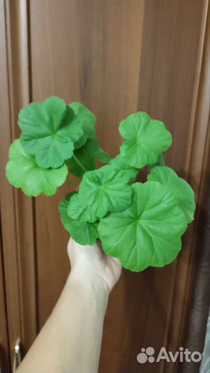 Пеларгония юг-Коварная Любовь