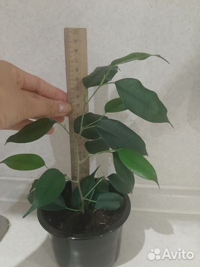 Фикус бенджамина