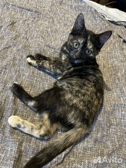 Котенок