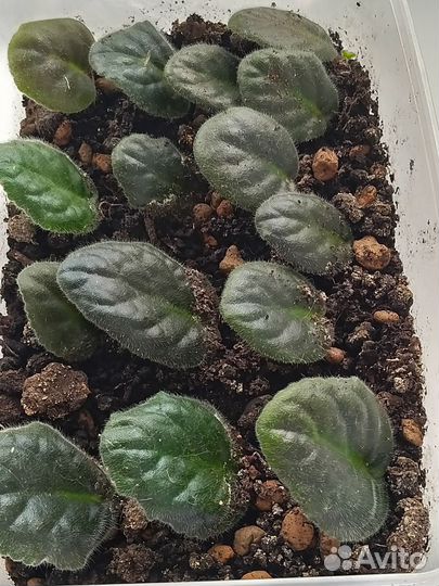 Детки фиалок