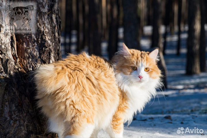 Курильский бобтейл. Взрослый кот