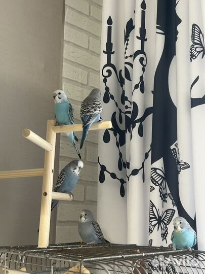 Птенцы волнистый попугай