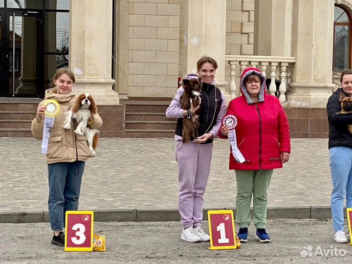 Кавалер кинг чарльз спаниель вязка