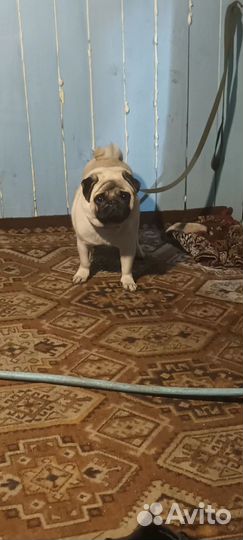 Домашние животные собаки