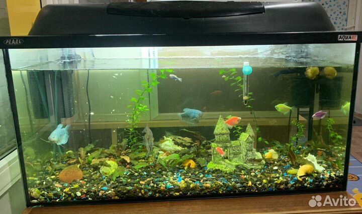 Аквариум с рыбками