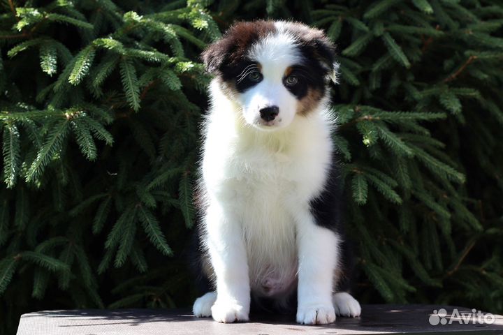 Австралийская овчарка (Аусси)