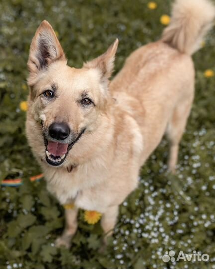 Собака в добрые руки